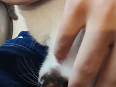 -飞行喵MR PILOT|猫舍·猫咖(静安大融城店)