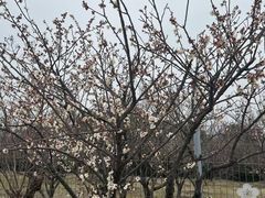 -香雪海