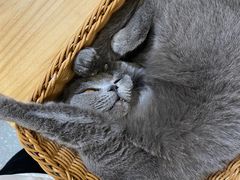 -共舞时光猫咖·狗咖(新街口店)