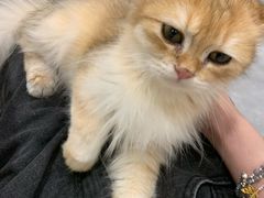 -楼上猫咖(罗湖店)