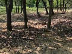 -合肥野生动物园