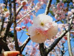 -天适樱花悠乐园