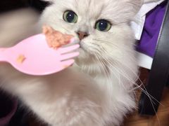 -李小姐の猫咖啡馆(五角场店)