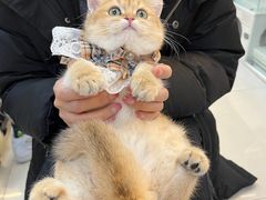 -lincat·猫舍(广州店)