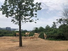 -杭州野生动物世界