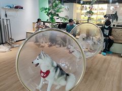 -Husky Go! 哈士奇体验馆·宠物咖啡厅狗咖