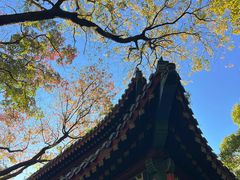 -灵谷景区