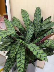 -美肤盾祛痘·问题肌头疗管理中心