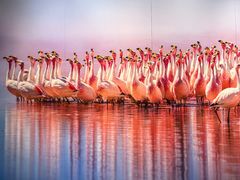 -罗红摄影艺术馆