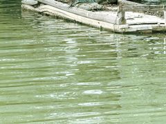 -大亚湾红树林城市湿地公园