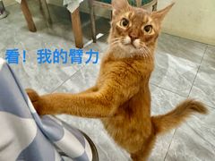 -猫小院猫主题餐厅(南锣旗舰店)