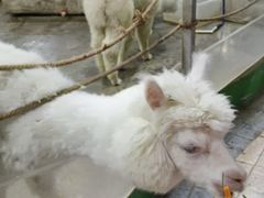 -上海大自然野生昆虫馆(东方明珠·爬宠昆虫探索中心)