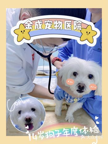 上次是带尼克体检，被种草了金成宠医 这次陪朋友带狗子
