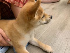 -浣熊柯尔鸭土拨鼠·电玩咖