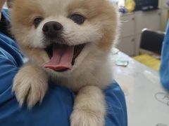 -佑安动物医院·全科·内窥镜中心(幸福巷店)