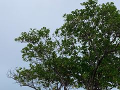 -苏米龙岛