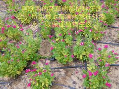 -迪拜沙漠冲沙