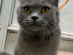 -pd派德宠物中心医院24H急重症·眼科中心·血液透析中心(嵩山北路店)