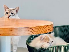 -Cappucimeow猫咪咖啡馆(韦伯时代店)