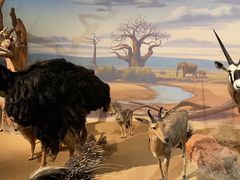 -陕西自然博物馆