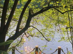 -深圳仙湖植物园