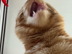 -瑞派宠物医院·犬猫全科·猫友好(宾水西道店)