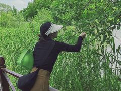 -溱湖国家湿地公园