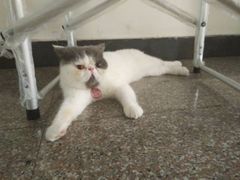 -安安宠医宠物医院·异宠·犬猫内科(岳阳分院)