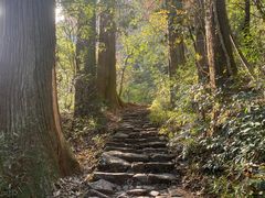 -天目山大树王景区