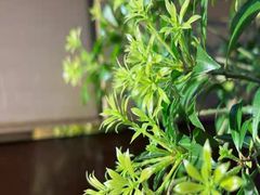 -苏州艺都古玩花鸟市场