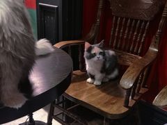 -猫色咖啡·猫咖