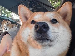 -柴犬高等学院·狗咖·柴犬售卖·宠物训练