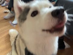 -Husky Go! 哈士奇体验馆·宠物咖啡厅狗咖