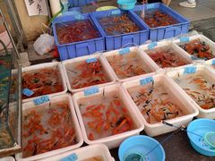 -清平路水族市场