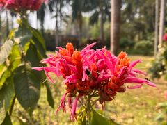 -中国科学院西双版纳热带植物园