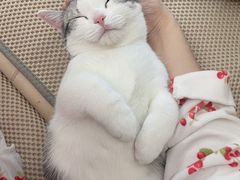 -欣宠猫屋·矮脚拿破仑·蓝金金渐层