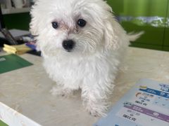 -辛巴宠物医疗中心·骨科·内分泌专科·心肾专科(亭林公园店)