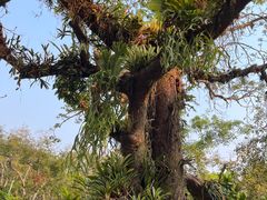 -中国科学院西双版纳热带植物园