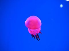 -大连圣亚海洋世界