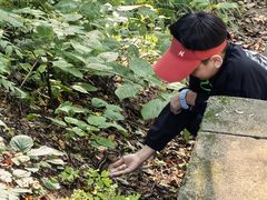 -五营红松林海景区