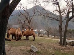 -西安秦岭野生动物园