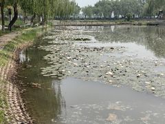 -白洋淀景区