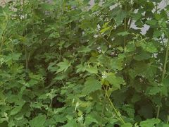 -不止轰趴独栋别墅户外烧烤(颐西庄园店)