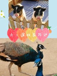 -萌宠亲子动物乐园(槐房万达店)