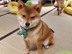 -逗柴咖啡屋·狗咖猫咖宠物桌游