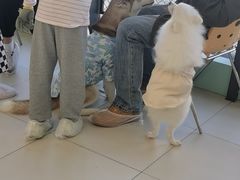 -怪兽屋·羊驼·猫咖·狗咖(俊华广场店)