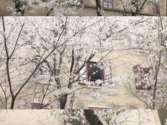 -武汉大学-樱园