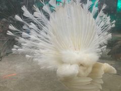 -史努比缤纷世界