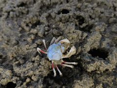 -北海金海湾红树林生态旅游区