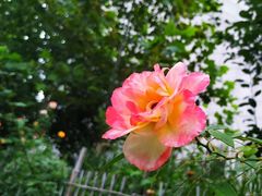 -中家鑫园温泉酒店鑫悦汤泉